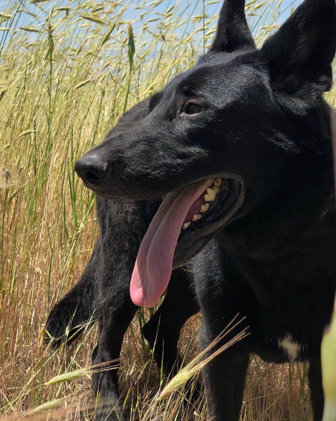 ミッチェル・マネーのインスタグラム：「I was never much of a dog person before Mikes dog, Lobo came into my life. This incredible animal has found a way into my heart that was very unexpected but exactly what my spirit needed. Dogs are the closest connection we have to God here on earth. I believe that with my whole heart.  Lobo has sat with me in tears. He has been there for some of the happiest moments of my life. He has shown me unconditional love and forgiveness in times I needed the reminder most. I can be in the worst mood and Lobo shows up and pulls me out of any funk! I love this dog so damn much! Happy National Dog day to one of my best friends! #Lobo #nationaldogday  #prouddogmom」