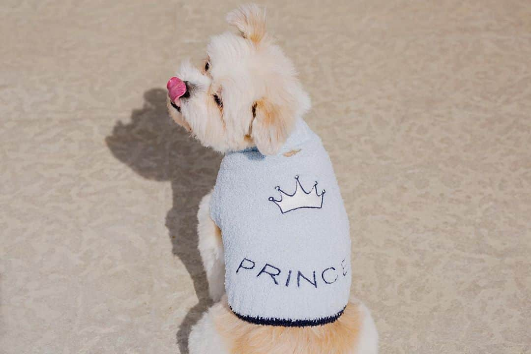 ベアフットドリームスさんのインスタグラム写真 - (ベアフットドリームスInstagram)「Celebrate #InternationalDogDay by treating your four-legged friend like royalty 👑 #barefootdreams #disneyxbarefootdreams」8月27日 9時46分 - barefootdreams