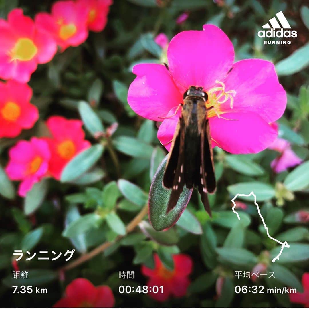 のインスタグラム：「おはようございます！10km朝ラン終了！ 今日も快晴で暑くて走りやすかったです！ 心身共に健康で 東京写真展8日目！11-19時。 お待ちしてます！  #stingrun #朝ラン #玉ラン #adidas #adidasultraboost  #run #running #ランニング　#心身ともに健康に」
