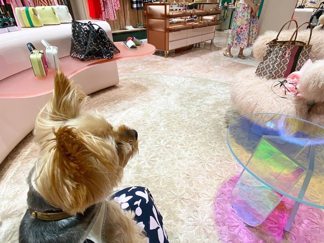 のインスタグラム：「🐶💬 autumn collection 👗💕 オシャレってワクワクするワン  先日久しぶりにお買物行きました。 最近フリマアプリで売ってばかりで前みたいにお買物しなくなりました。全て、もしメルカリで売るとしたらいくらで売れるかな？と考えると、本当に欲しいものしか買わなくなったかなぁ←本来あるべき姿😅  #yorkie #yorkshireterrier #ヨーキー #ヨークシャテリア #loveinspades」