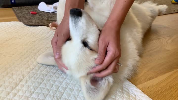 Winston the White Corgiのインスタグラム