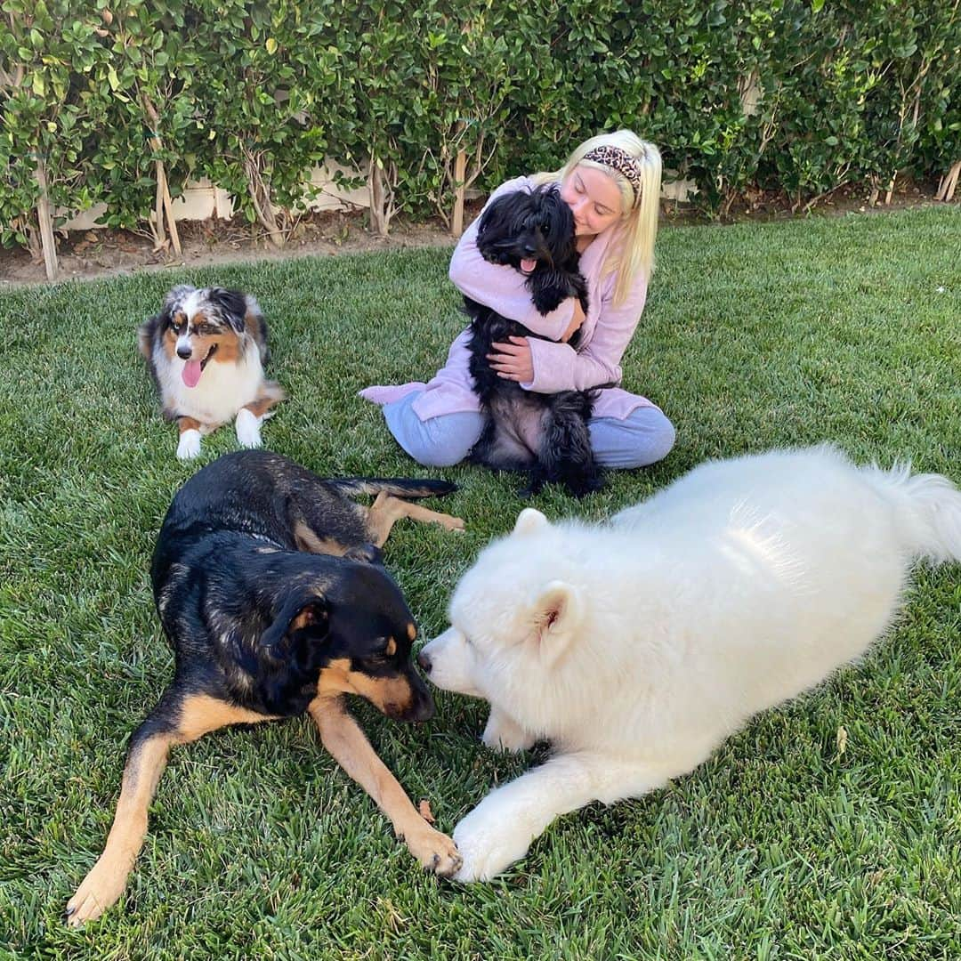 アリエル・ウィンターさんのインスタグラム写真 - (アリエル・ウィンターInstagram)「TELL YOUR DOGS WE SAID HI!!!!!!!!!!! Happy #nationaldogday from me + the furbabies😍🥰🐶 life is ruff😉 right now so...GO ADOPT YOUR FUTURE BEST FRIEND & GET TO CUDDLING 😍🥰 #adopt #adoptdontshop #dogsofinstagram #dogs #love #furbaby #puppylove」8月27日 9時55分 - arielwinter