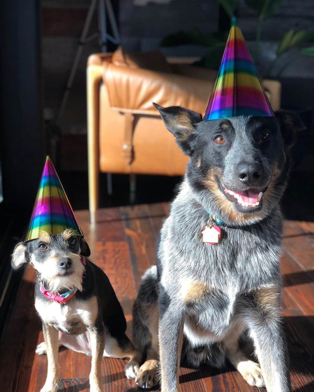 ザッカリー・リーヴァイさんのインスタグラム写真 - (ザッカリー・リーヴァイInstagram)「Happy #nationaldogday from Blue and Lili. 🥳」8月27日 10時25分 - zacharylevi