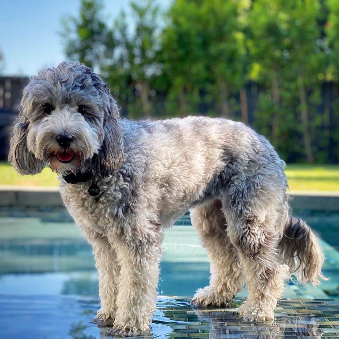 ブレッキン・メイヤーのインスタグラム：「Happy National Dog Day. Love this pup! Harley doesn’t have Instagram so we can really say whatever we want. Watch, Harley, you want a million treats? See? Nothing. Want 9 steaks for dinner? Nope. Nada. But if you see her, well, then you’re in my house and I kinda need you to leave cuz, y’know, pandemic and all. #WhatWereWeTalkingAbout #OhRightDogs #Harley #NationalDogDay」