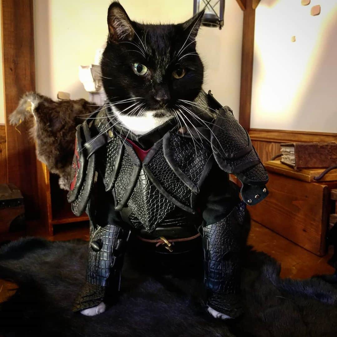 猫コスプレさんのインスタグラム写真 - (猫コスプレInstagram)「Dragon Rider Cat Armor . . . . . . . . . . #petarmor #catarmor #armor #catcosplay #cosplay #cosplayer #cat #catcostume #catsinclothes #catsofinstagram #catstagram #petclothes #PetCostume #dragon #dragonrider #httyd #httyd3 #howtotrainyourdragoncosplay #howtotrainyourdragon #hiccup #hiccupcosplay #dragonscales #dreamworks」8月27日 1時39分 - cat_cosplay