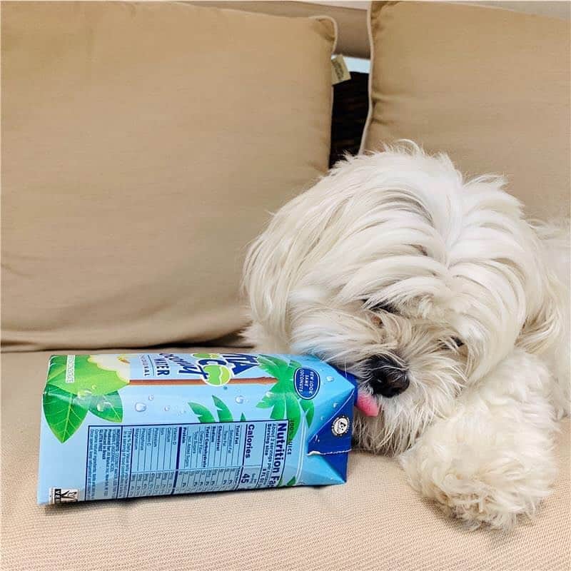 Vita Coco Coconut Waterのインスタグラム：「scientists say dogs have good natural instincts, and by that, I would assume, they mean being able to sniff out the good stuff 👀 #nationaldogday」