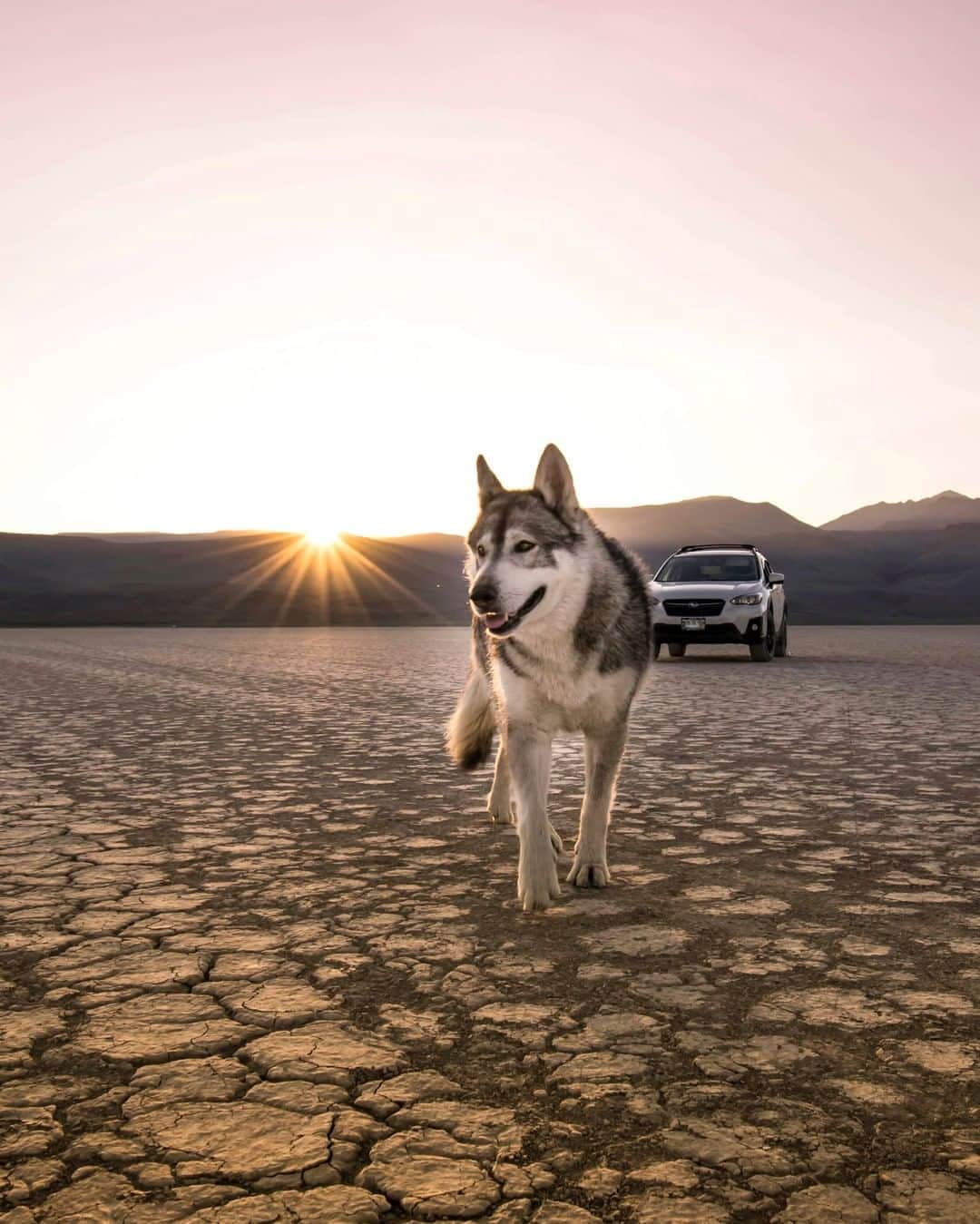 Subaru of Americaさんのインスタグラム写真 - (Subaru of AmericaInstagram)「We all know a Subaru is a dog's best friend. For #NationalDogDay, tell us your dog's name & your favorite thing about them. (📸: @kelseydelanoy)」8月27日 1時54分 - subaru_usa