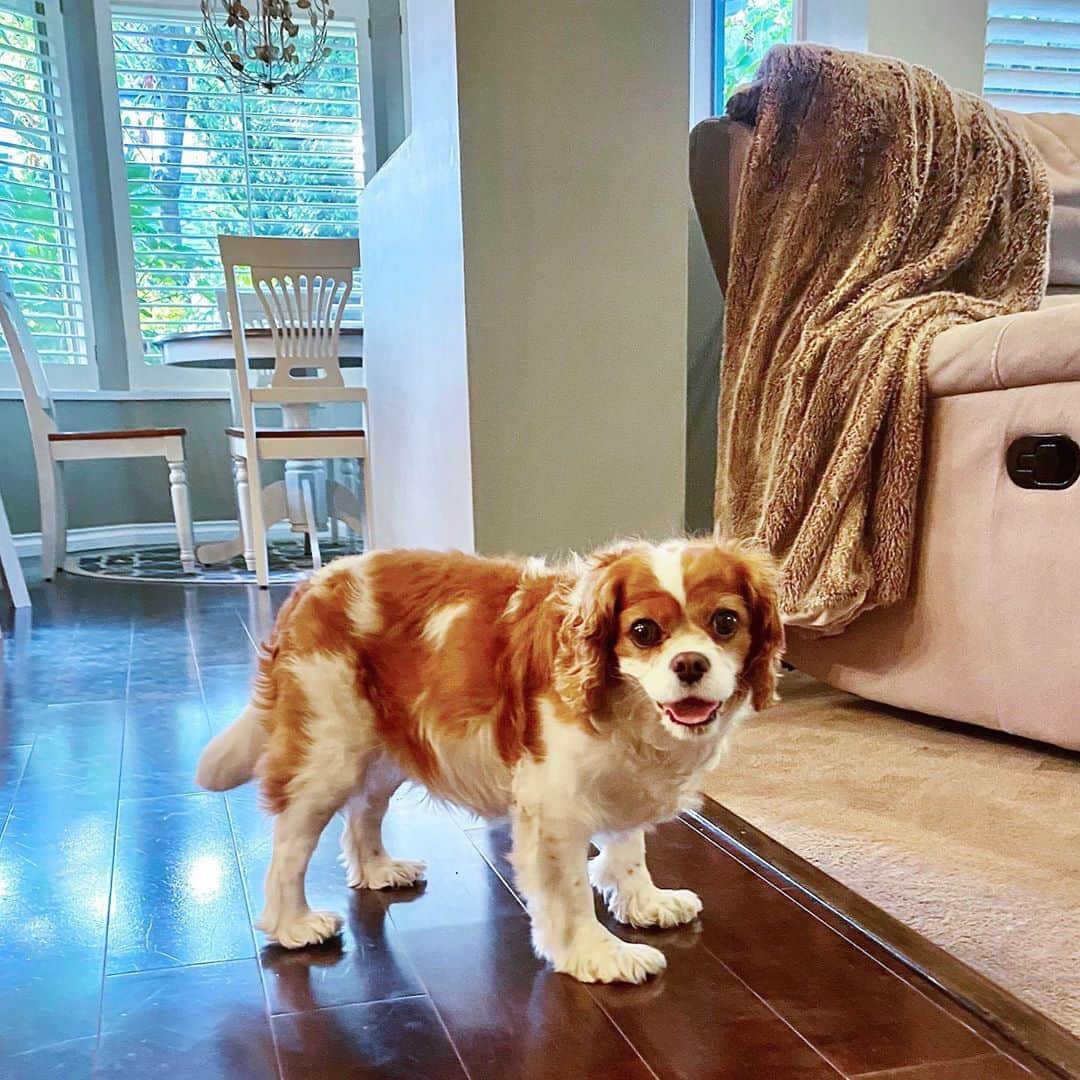 ジュエル・ステイトさんのインスタグラム写真 - (ジュエル・ステイトInstagram)「Charlotte. The sweetest in the land. #nationaldogday  #cavalierkingcharlesspaniel  Photo by Wilder, 4.5」8月27日 1時54分 - jewelstaite