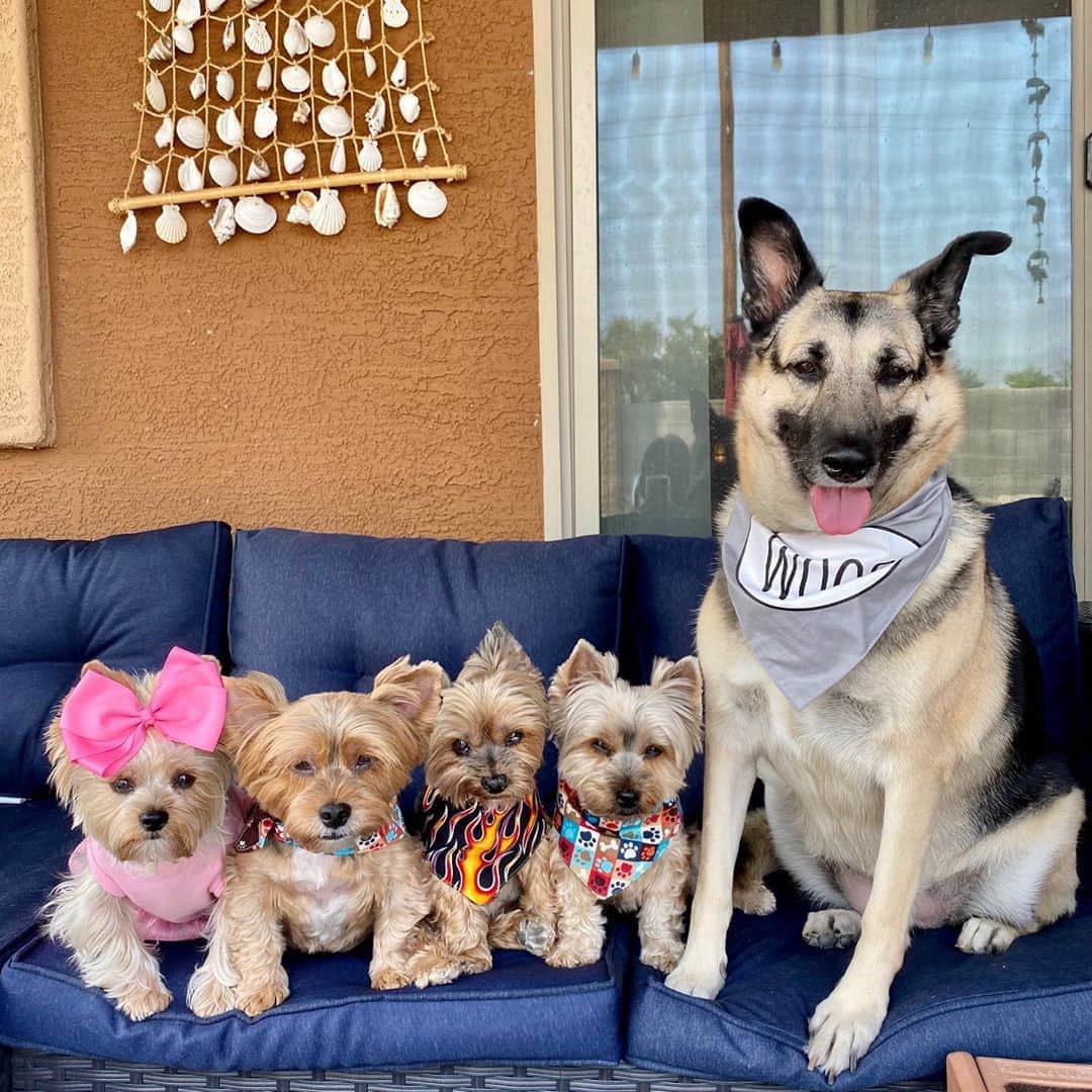 さんのインスタグラム写真 - (Instagram)「Allie, Sammy, Oliver, Max & Misty 💭 Happy National Dog Day! ♥️🥰🐾🐶🥳 Wait! 😳✋🏼What?! 😨 Are you saying we are not “Babies” but we are “Dogs”?! 😱😱😱 #NationalDogDay #WaitWhat #HappyNationalDogDay #NationalDogDay2020」8月27日 1時56分 - happyyorkiefamily