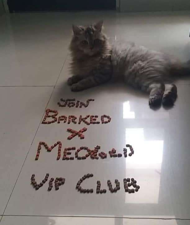 Aww Clubさんのインスタグラム写真 - (Aww ClubInstagram)「Join the “Barked X Meowed VIP Club” for monthly rewards! 🐾 Refer your friends to join for a chance to win an extra $100 Amazon Gift Card!⠀⠀⠀⠀ ⠀⠀⠀⠀ 🎁 Tap the link in bio and join the “Barked X Meowed VIP Club” now!⠀⠀⠀⠀ ⠀⠀⠀⠀ 📷@leo.chuchu⠀⠀ ⠀⠀⠀⠀ #meowed #barkedmeowedvip #leochuchu #Rewards #Gift #members #VIP」8月27日 2時00分 - meowed