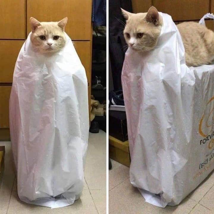 のインスタグラム：「Calm down Karen I'm just cosplaying⠀ ⠀ #meowed #cosplay #britishshorthair #BSH #Ghost #👻 #sillycat」