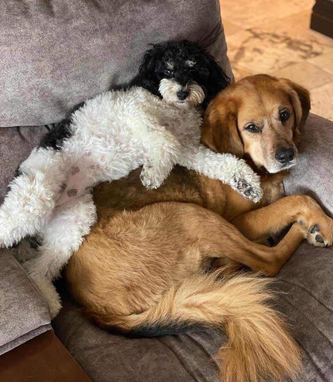 ポーラ・クリーマーさんのインスタグラム写真 - (ポーラ・クリーマーInstagram)「Happy #nationaldogday Penny and Riley!! You two are something else always posing for the camera. Attention seekers!! 😂😬❤️ Can’t imagine what we would do without you pups! @pennystar.rileyman #bestfriends」8月27日 2時02分 - paulacreamer1