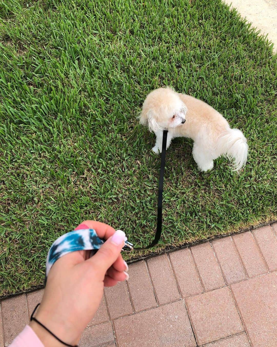 レクシー・トンプソンさんのインスタグラム写真 - (レクシー・トンプソンInstagram)「Thank you @walkinthebark for the stylish leash for my Leo!!❤️🐶 #nationaldogday🐶」8月27日 2時06分 - lexi