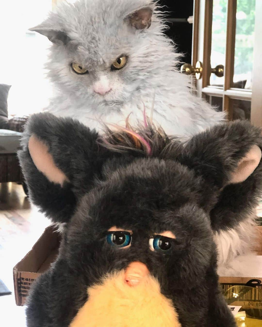 アルベルトさんのインスタグラム写真 - (アルベルトInstagram)「OH, HELL NO !!!!! #pompousalbert #furbies #furbiesofinstagram」8月27日 2時14分 - pompous.albert