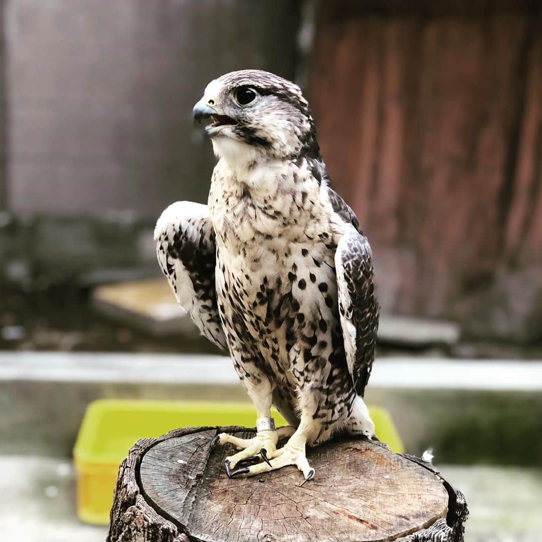 RYO the SKYWALKERのインスタグラム：「今日動物園行ったんだけど貸し切りみたいだったw  ベストショットはセーカーハヤブサ」