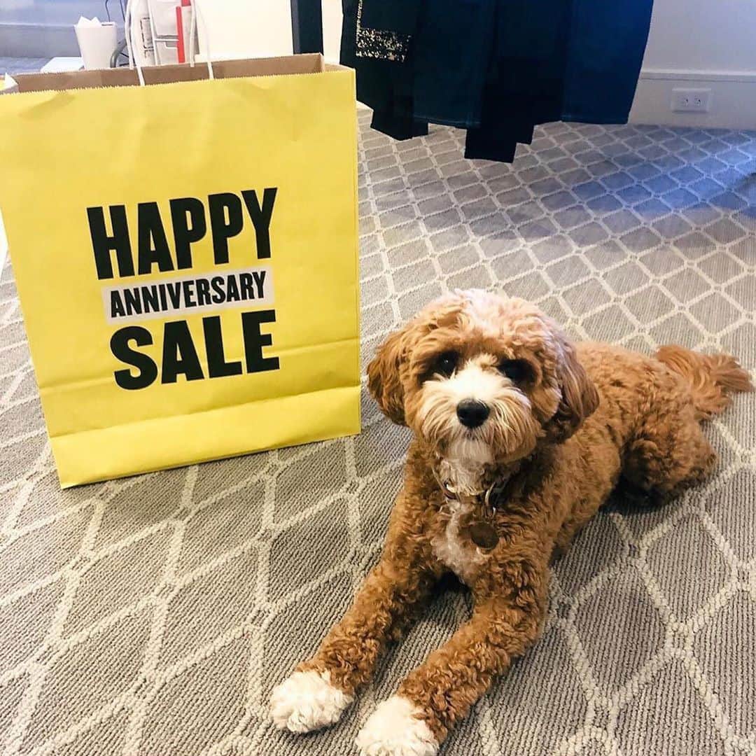 Nordstromさんのインスタグラム写真 - (NordstromInstagram)「Happy #nationaldogday from these furry #nsale shoppers! 🙂🐶 #stayNspired」8月27日 2時42分 - nordstrom