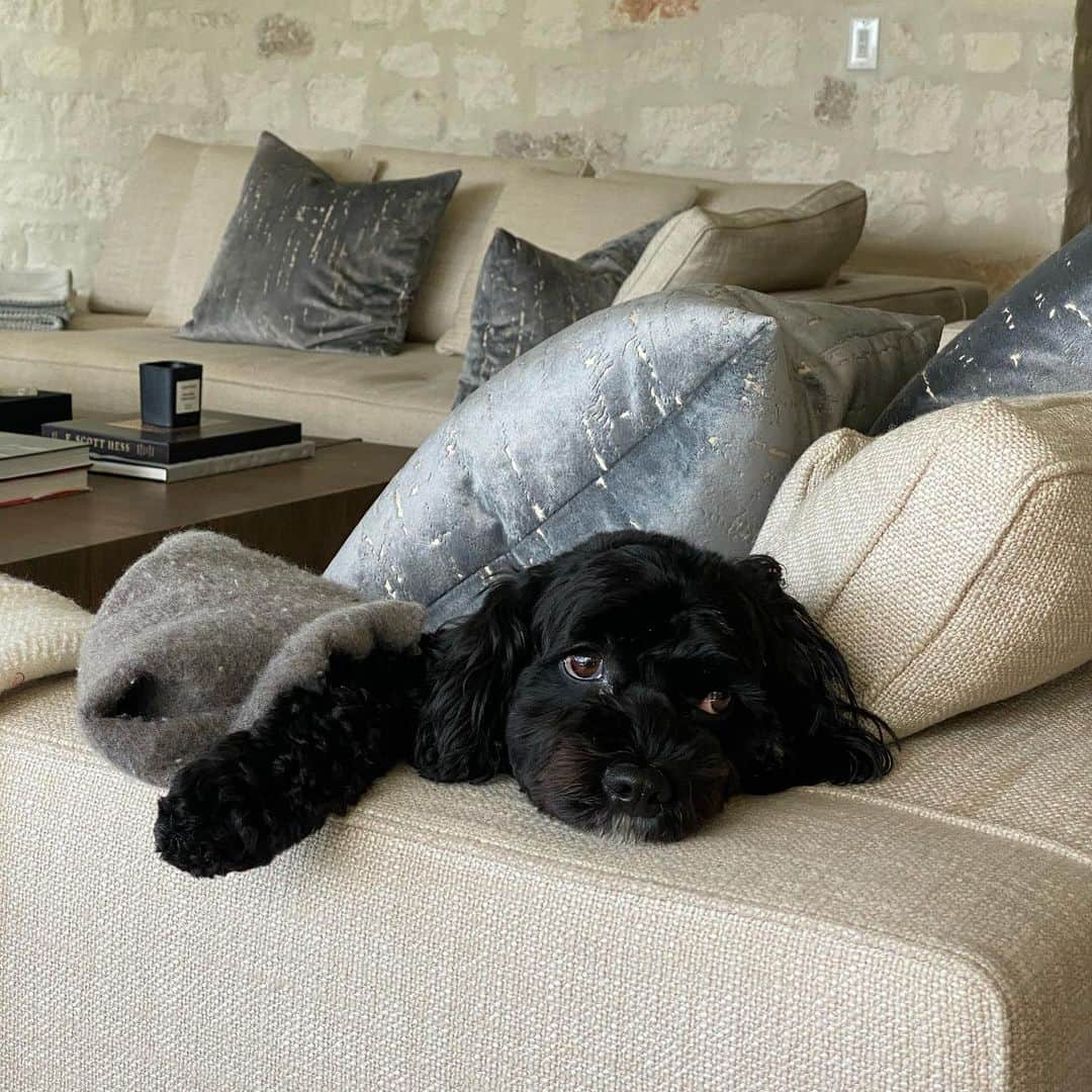 バド・ノリスさんのインスタグラム写真 - (バド・ノリスInstagram)「Happy #NationalDogDay to our fluffs Finn and Charlie. You make waking up every morning fun with your open mouth kisses, all the swims, and constant love for @haylnorris and me」8月27日 2時39分 - thebud_norris