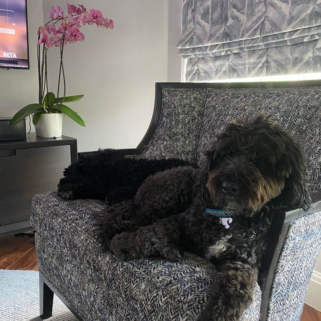 バド・ノリスさんのインスタグラム写真 - (バド・ノリスInstagram)「Happy #NationalDogDay to our fluffs Finn and Charlie. You make waking up every morning fun with your open mouth kisses, all the swims, and constant love for @haylnorris and me」8月27日 2時39分 - thebud_norris