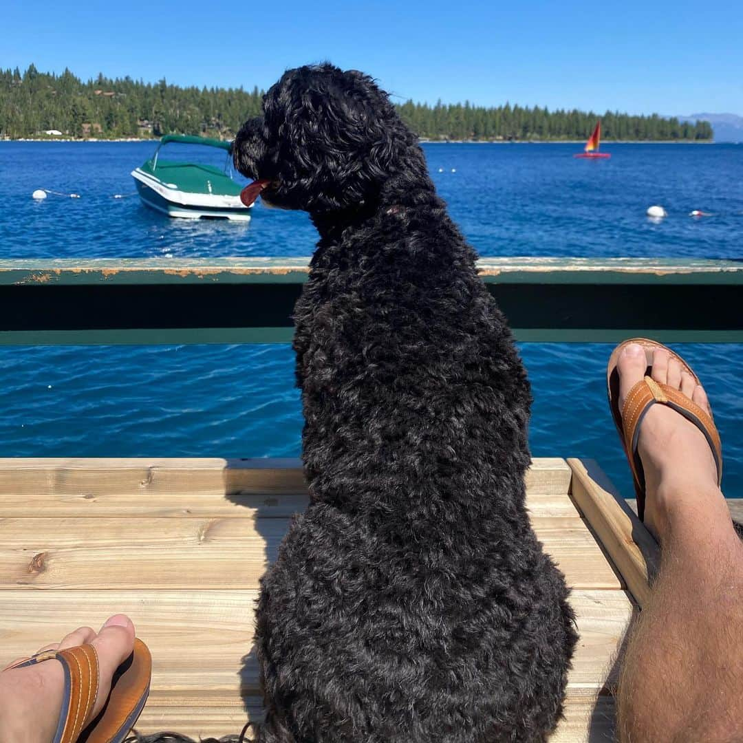 バド・ノリスさんのインスタグラム写真 - (バド・ノリスInstagram)「Happy #NationalDogDay to our fluffs Finn and Charlie. You make waking up every morning fun with your open mouth kisses, all the swims, and constant love for @haylnorris and me」8月27日 2時39分 - thebud_norris