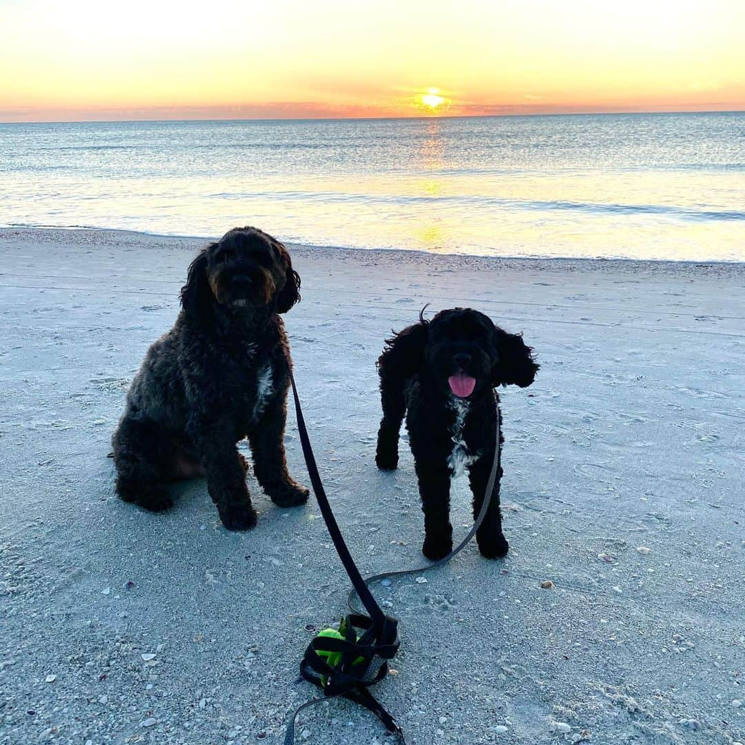 バド・ノリスさんのインスタグラム写真 - (バド・ノリスInstagram)「Happy #NationalDogDay to our fluffs Finn and Charlie. You make waking up every morning fun with your open mouth kisses, all the swims, and constant love for @haylnorris and me」8月27日 2時39分 - thebud_norris