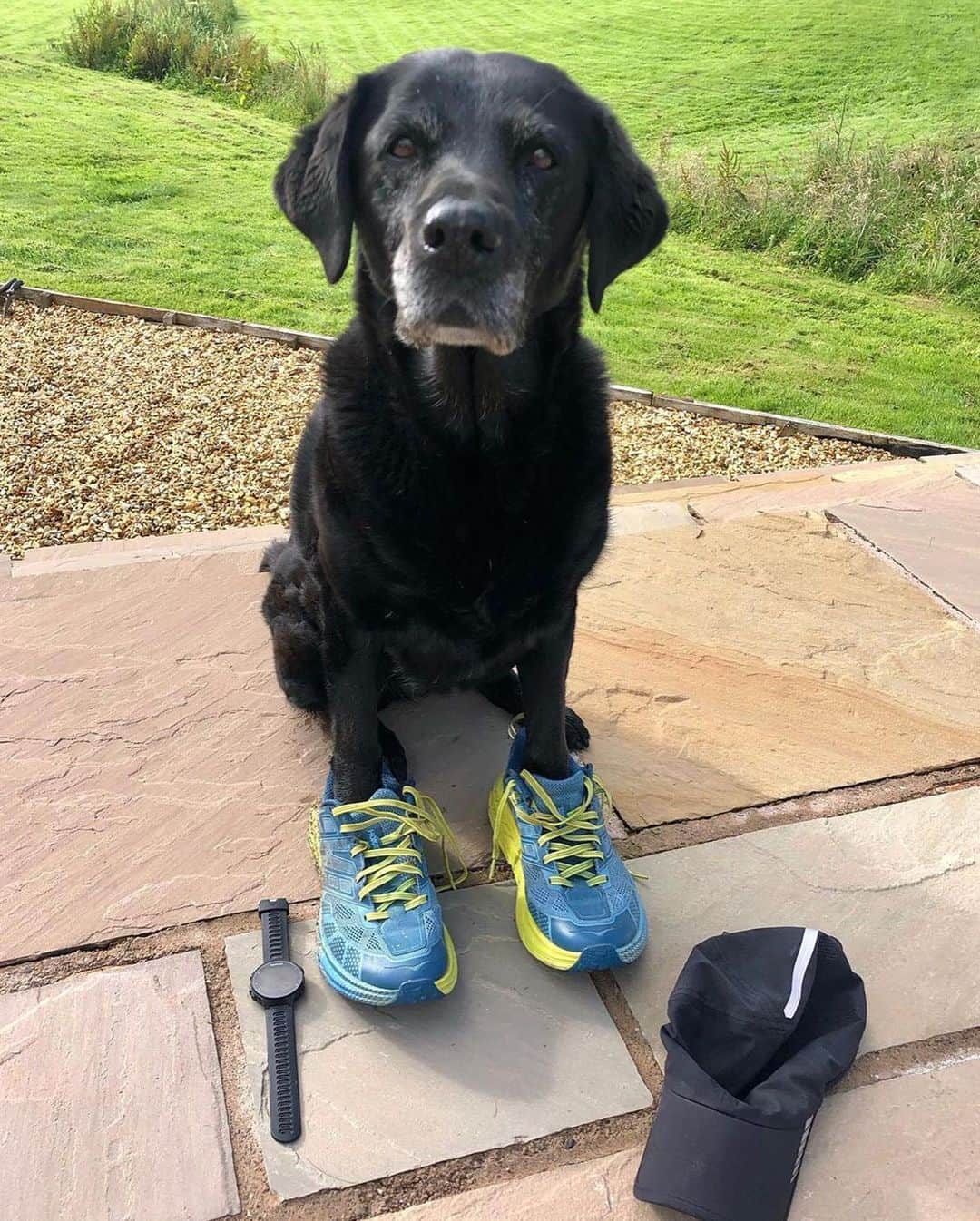 ホカオネオネのインスタグラム：「We're not sure who we like to see in HOKA more: dogs or humans. Happy National Dog Day to all the furry friends who make the journey that much more enjoyable.   Tell us your doggo's name in the comments below! #TimeToFly  📸: @ruby_and_daisy_the_black_labs, @pernillewilby, @ironbraham76, @taylorlhensley, @irietoaurora, @mikewardian​」