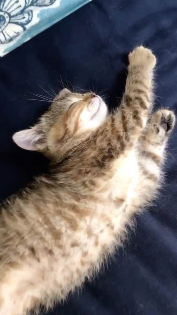 のインスタグラム：「The audacity of these free loaders smh 🤦🏻‍♀️ 📹 @rooseguingrich -⠀ #Meowed #Lazy #Sleepy」