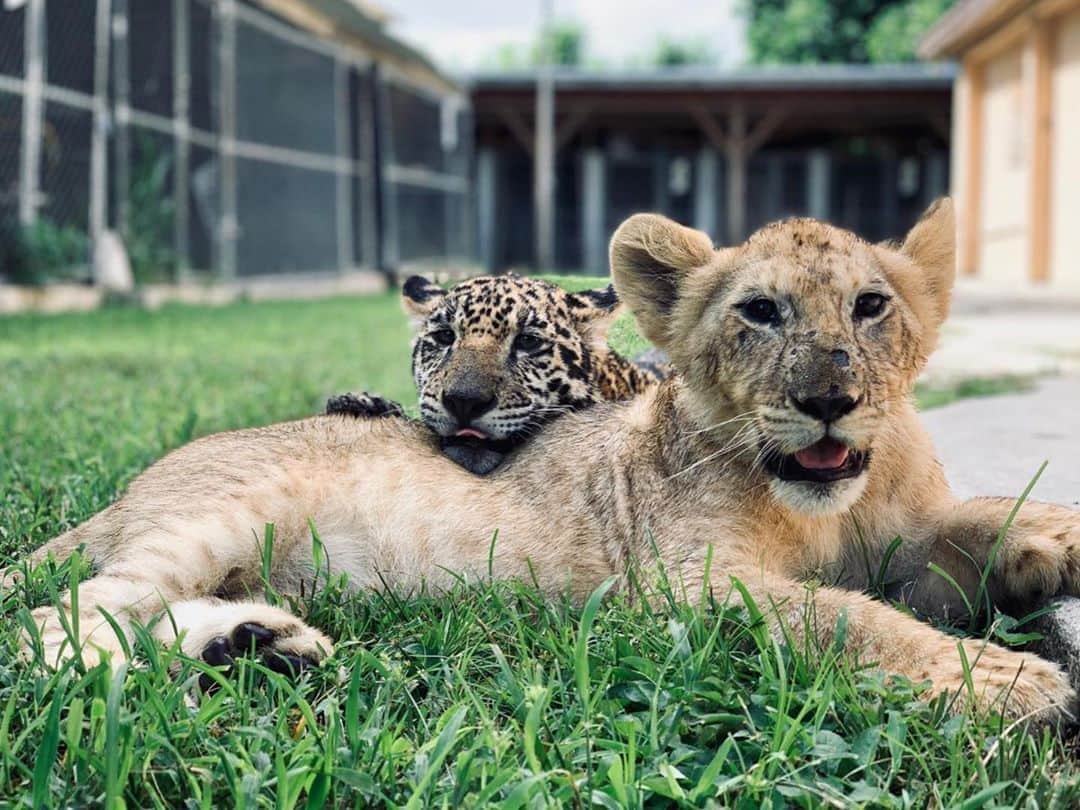 Zoological Wildlife Foundationさんのインスタグラム写真 - (Zoological Wildlife FoundationInstagram)「Two peas in pod!🦁💕🐱 #interspeciesfriendship #jaguarandlion #bestbudsforlife」8月27日 3時07分 - zwfmiami