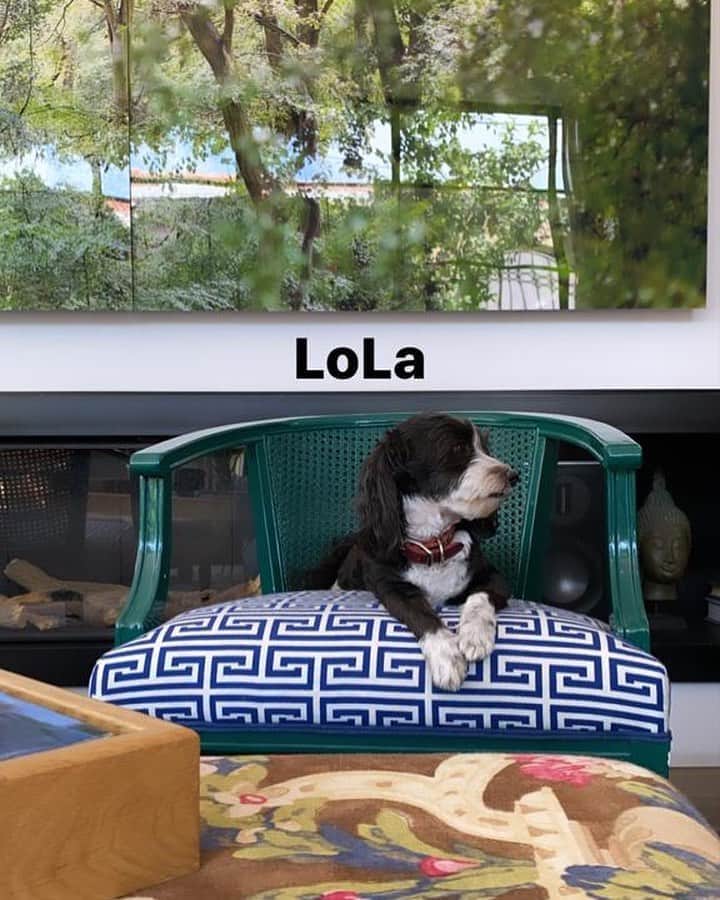 ガル・ガドットさんのインスタグラム写真 - (ガル・ガドットInstagram)「So I hear today is #nationaldogday . Meet LoLa. Our third child 😇♥️🐶」8月27日 3時16分 - gal_gadot