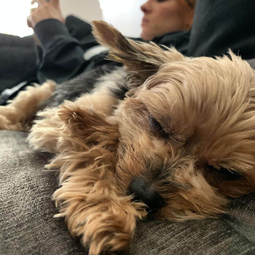 セス・ロリンズのインスタグラム：「Kevin #nationaldogday」