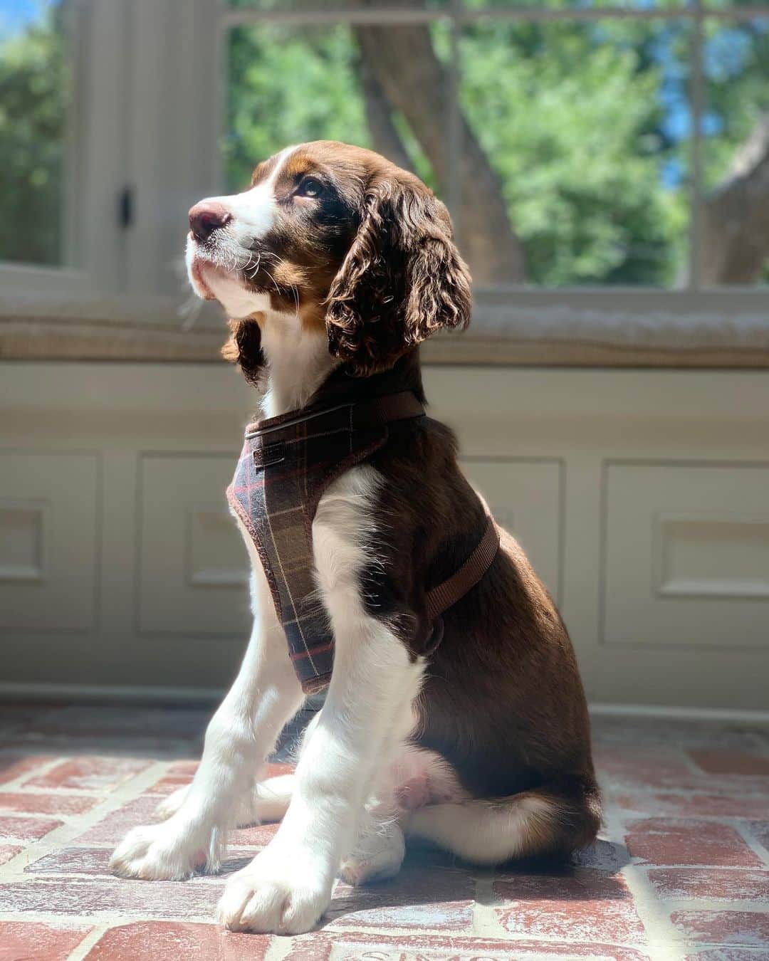 ジョシュア・ダラスのインスタグラム：「Sir Digby. #nationaldogday #dog #dogsofinstagram」