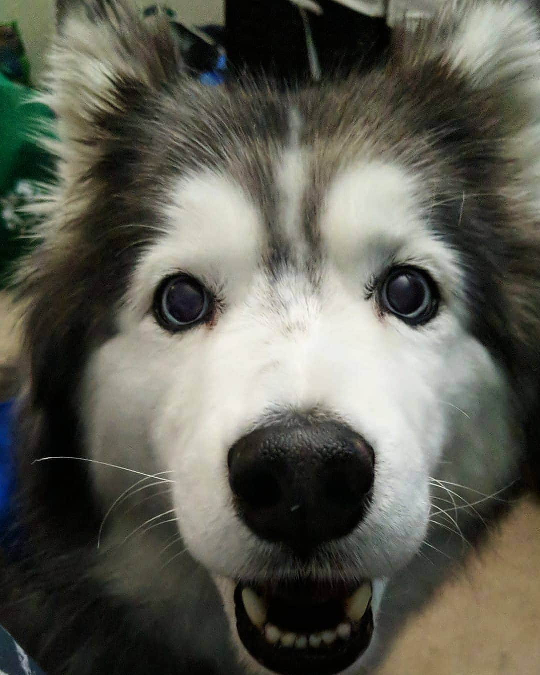 ベアトリサ・リャンのインスタグラム：「Happy #NationalDogDay! Enjoy this goober's face 🤩   #kaiyapuppy #dogsofinstagram #siberianhusky #huskiesofinstagram #husky #puppylove #givememytoy #barked #pup #mansbestfriend」