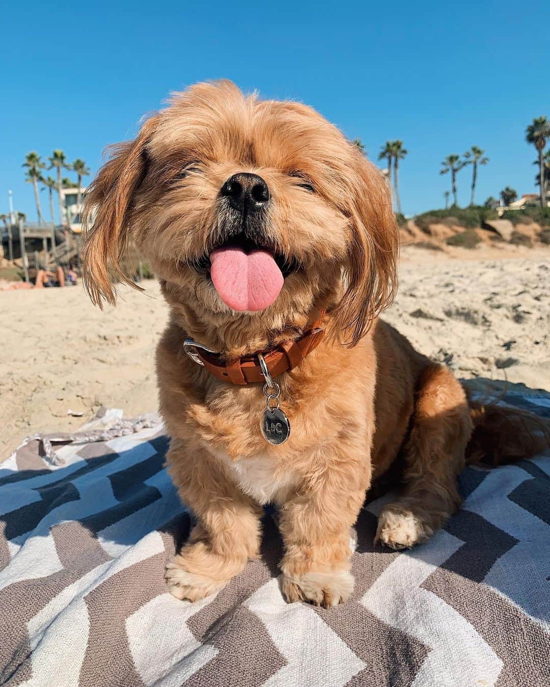 アーデン・チョーさんのインスタグラム写真 - (アーデン・チョーInstagram)「Happy #nationaldogday every day is @chewy_cho day but cheers to the BEST doggo 🐶 ever. If you’ve met her, you know. ⁣⁣⁣⁣ ⁣⁣⁣⁣ She is just like me, gets bored & yawns at parties.⁣⁣⁣⁣ She loves the beach, hiking, car rides & the park. ⁣⁣⁣ She is very observant, serious and calm.⁣⁣⁣⁣ She is Queen bee of all her packs.⁣⁣⁣⁣ She is spoiled, living the good life and HAPPY.」8月27日 4時33分 - arden_cho