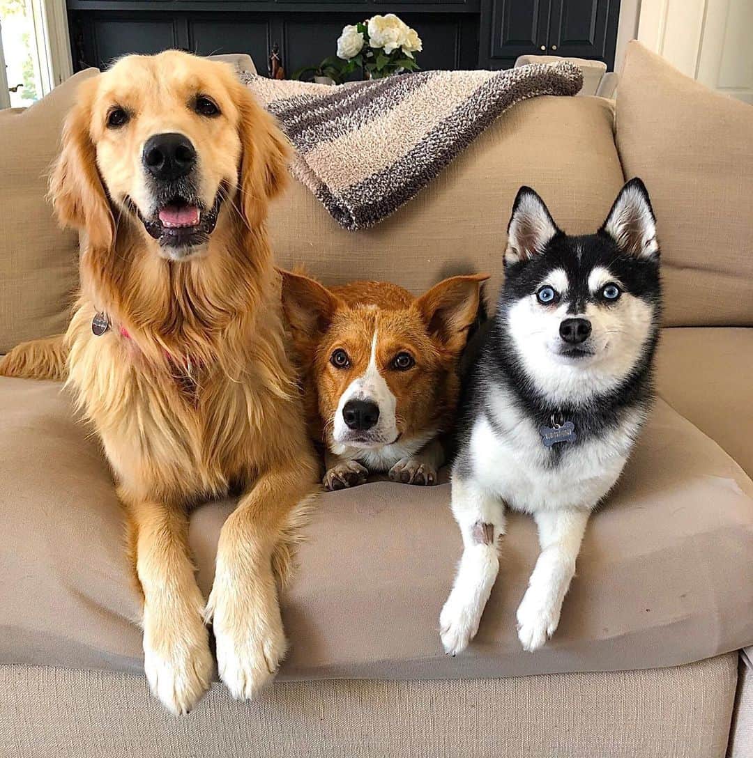 のインスタグラム：「Squad #nationaldogday」