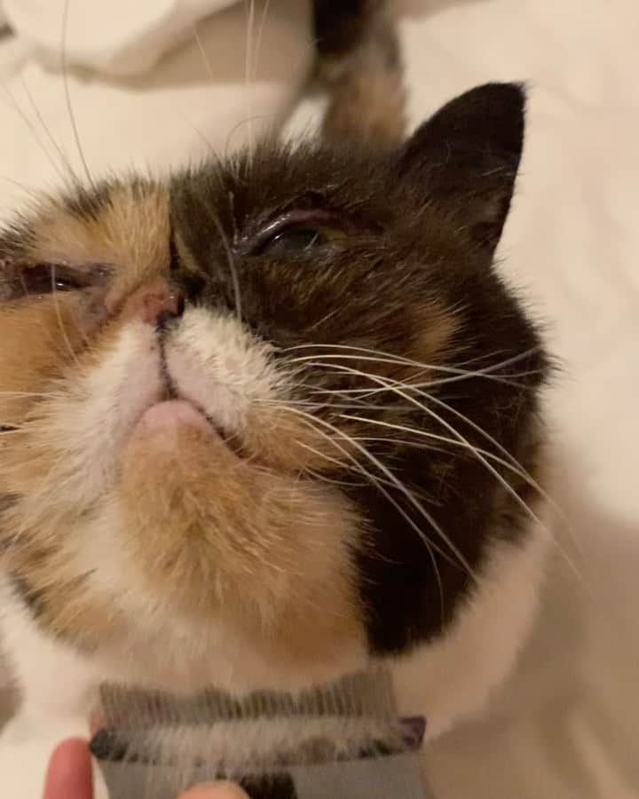 Pudgeのインスタグラム：「Snorty purrs of pleasure 🎶 Pudge loves to be brushed   #pudgethecat #catsofinstagram #pudgepurrs #cats #exoticshorthair」