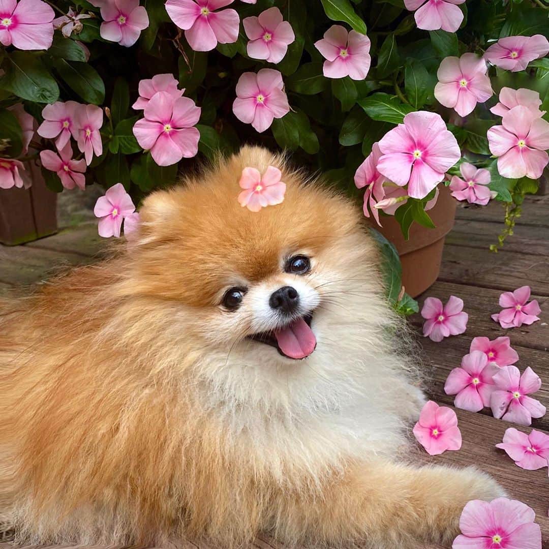 Monique&Gingerさんのインスタグラム写真 - (Monique&GingerInstagram)「Happy National Dog Day to my sweet little flower girl🌸🌿Hope this finds everyone doing well🥰Sorry we’ve been away from IG lately. Ginger’s Alopecia X has come back😢The front of her is fluffy as ever but she’s lost most of the fur on her hind legs and buttocks and tail and for some reason her skin is very sensitive in those areas. The Dermagic shampoo and oral melatonin that helped before doesn’t seem to be working this time🤔I know this is a common condition in pomeranians and would appreciate any suggestions anyone has of treatments you’veused that have helped. Thank you so much🙏🏻💕Miss you all💖」8月27日 10時49分 - monique_ginger