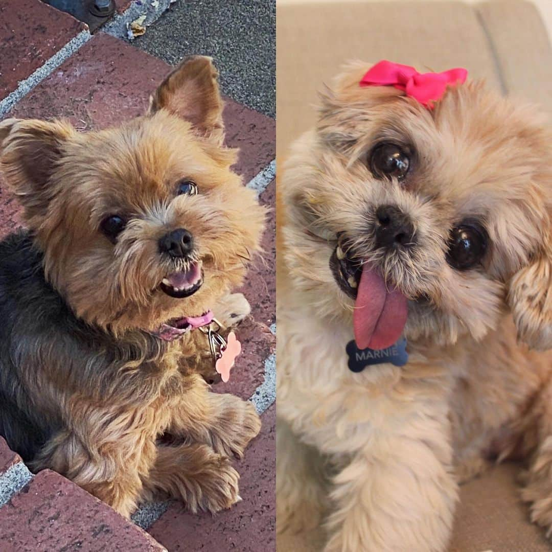 Marnie The Dogさんのインスタグラム写真 - (Marnie The DogInstagram)「For National Dog Day, I’d love to help out a little senior rescue dog in Gardena, CA who was brought to my attention from the nice people at waggle.org. When I read 12-year-old Makena’s story about Gucci it reminded me a lot of Marnie. This sweet pup was adopted as a senior (at age 9, currently 11) and just like Marnie, she needs some serious dental work done ASAP.   Makena’s story inspired me to start a fund in Marnie’s memory called Marnie’s Old Pals to help out dogs who were adopted as seniors. The fund is managed by The Waggle Foundation which oversees all campaigns and sends funds raised directly to the veterinary providers. It will cost $1,700 for Gucci to get this important dental surgery. If you are in a position, please consider donating to the Marnie’s Old Pals fund. I will put the link in bio and on our story, and here: https://wagglefoundation.org/donations/marnie-the-dog-gucci/  Makena, I hope this helps, and after Gucci is all healed I would love to meet you both (socially distanced) with my new senior dog Phyllis, and take a photo together. We are in Southern California too!」8月27日 5時23分 - marniethedog