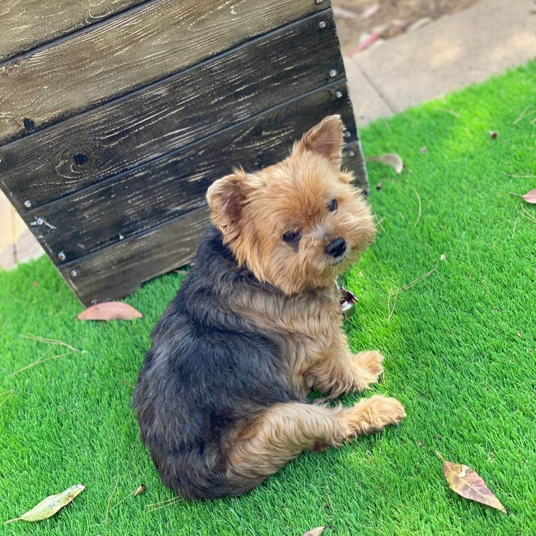 Marnie The Dogさんのインスタグラム写真 - (Marnie The DogInstagram)「For National Dog Day, I’d love to help out a little senior rescue dog in Gardena, CA who was brought to my attention from the nice people at waggle.org. When I read 12-year-old Makena’s story about Gucci it reminded me a lot of Marnie. This sweet pup was adopted as a senior (at age 9, currently 11) and just like Marnie, she needs some serious dental work done ASAP.   Makena’s story inspired me to start a fund in Marnie’s memory called Marnie’s Old Pals to help out dogs who were adopted as seniors. The fund is managed by The Waggle Foundation which oversees all campaigns and sends funds raised directly to the veterinary providers. It will cost $1,700 for Gucci to get this important dental surgery. If you are in a position, please consider donating to the Marnie’s Old Pals fund. I will put the link in bio and on our story, and here: https://wagglefoundation.org/donations/marnie-the-dog-gucci/  Makena, I hope this helps, and after Gucci is all healed I would love to meet you both (socially distanced) with my new senior dog Phyllis, and take a photo together. We are in Southern California too!」8月27日 5時23分 - marniethedog