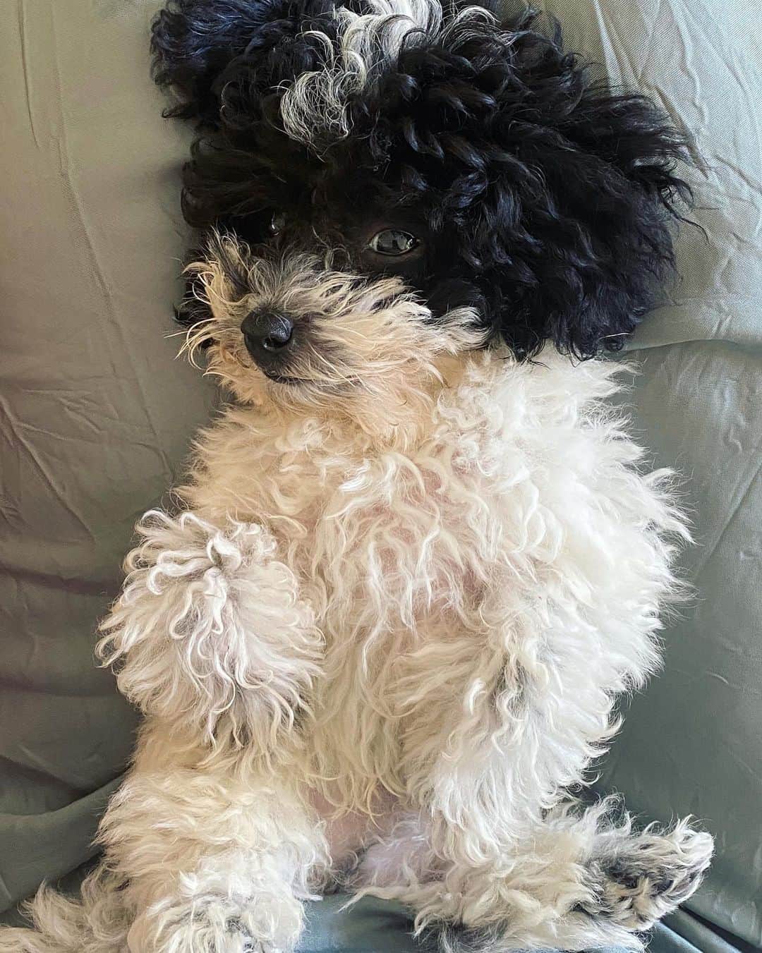 ナネットレポーのインスタグラム：「Living with the beast, Luigi has many personalities 🐶」