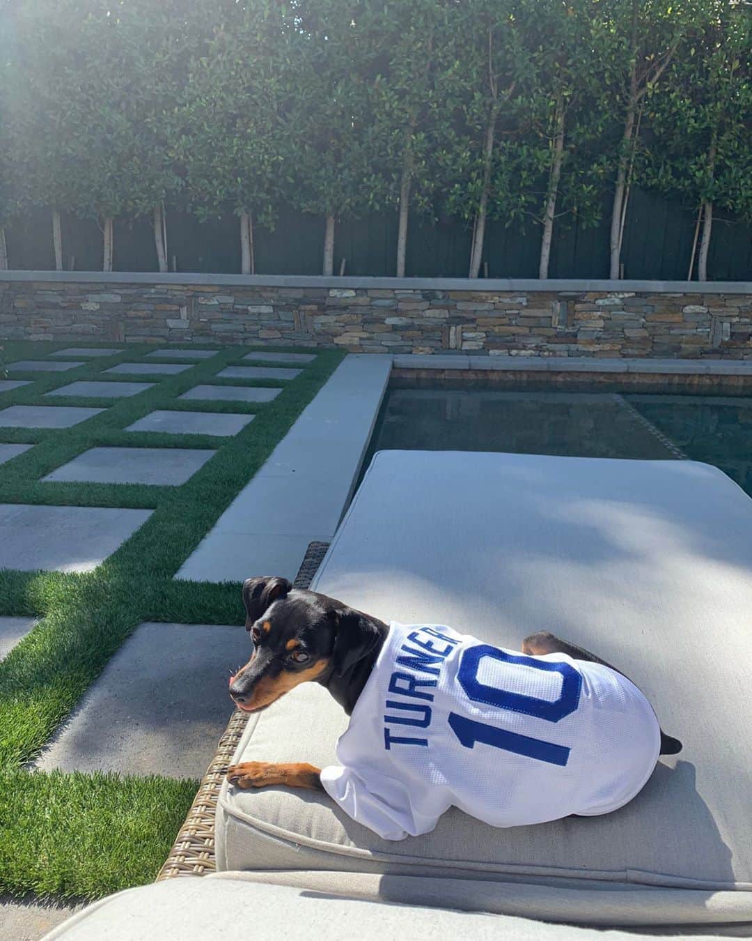 ジャスティン・ターナーのインスタグラム：「@moonshineminpin is all geared up for #NationalDogDay ready to root us on tonight!!!!」