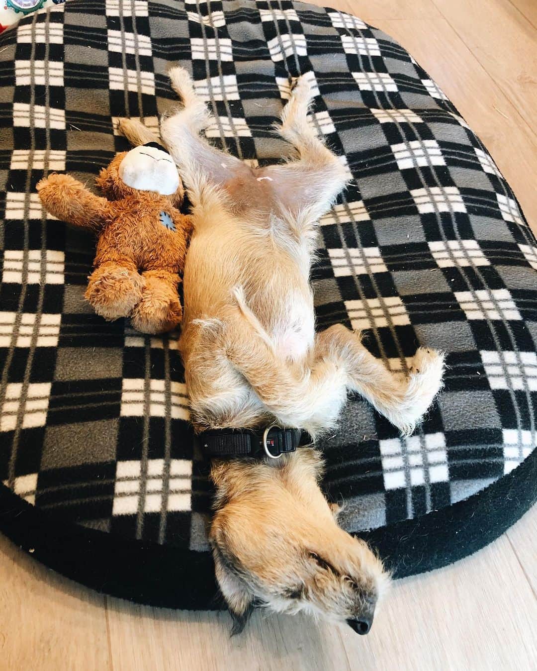 ジュディ舞衣のインスタグラム：「Happy national dog day to my nappy princess💤」