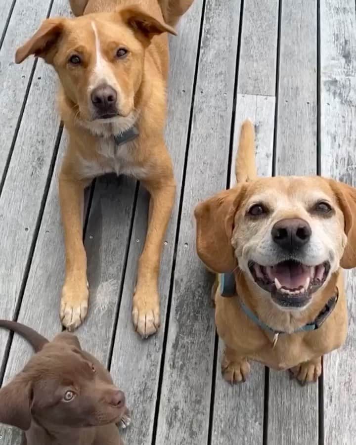 ボビー・ブラウンのインスタグラム：「Every day is #nationaldogday at our house. Missing #parker and #sundae 5 dogs wouldn’t  fit in the picture」