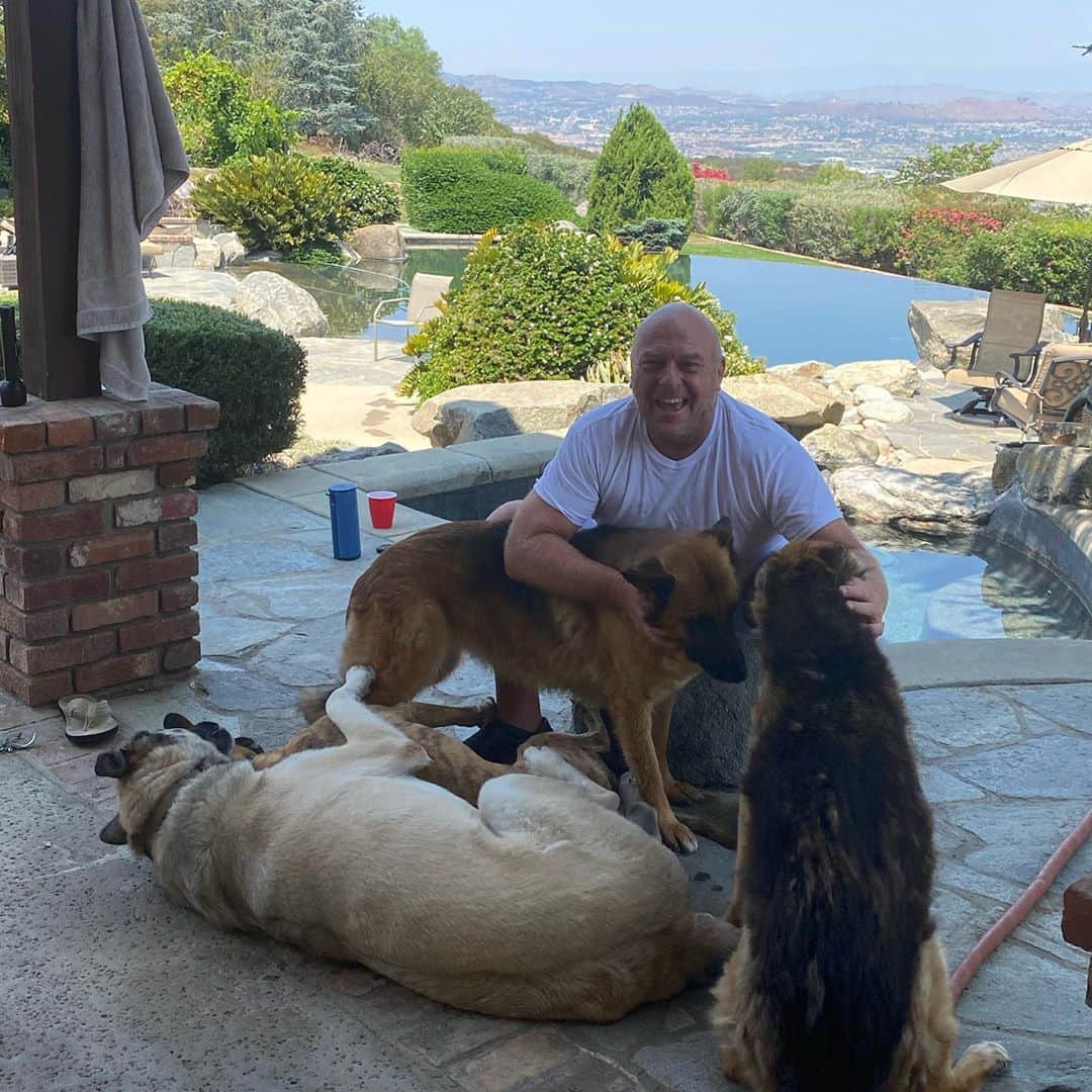 ディーン・ノリスのインスタグラム：「Happy #nationaldogday  Trying to corral all my rescue friends. Honey, Fluffy, Chops and Bear.」