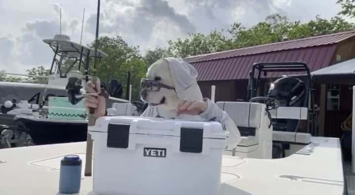 Costa Sunglassesのインスタグラム：「Here’s to our favorite co-captains… Presented by @captmojeaux421 and “Chunk” #NationalDogDay #SeeWhatsOutThere #BornOnTheWater」