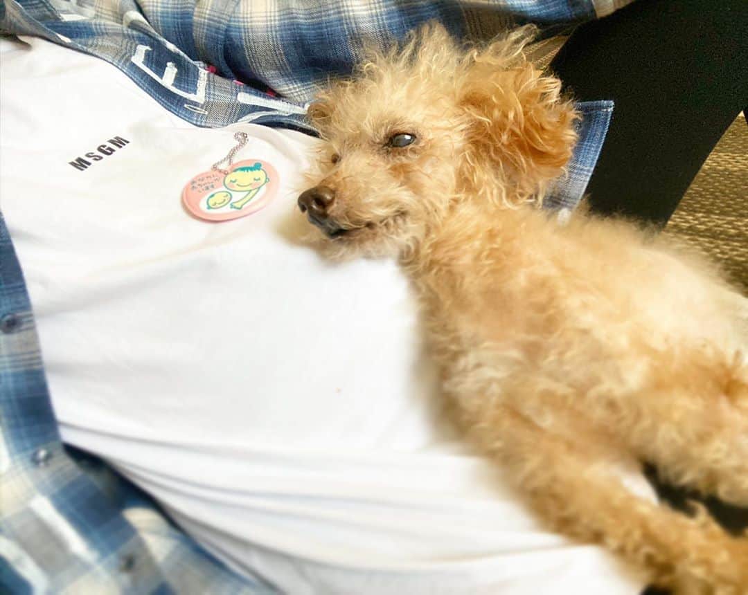 のインスタグラム：「もうすぐJUICYくんが、お空に行ってから4カ月が経ちます...😔🐩🙏  この写真は、亡くなる数時間前に撮った写真。。。 痛くて、数十分おきに悲鳴をあげて泣いてる中、、、、安定期に入るまでお腹の上で Babyの事を温めてくれていました👶🐩💙✨  その後くらいから、胎動を感じる様になりました🤰💙  ジューシーくんは、生まれ変わってきてくれるのかな〜👼💙✨  とか、色々未だに忘れられないです...🥺🥺🥺  でも、JUICY君みたいに、どこに行ってもお利口さんで、愛嬌があって、ギャグセン高くて、写真撮る時はいつもカメラ目線で色んな表情してくれて、男らしく強くて、 沢山の人に可愛がってもらえるようなBabyに育ってくれたら嬉しいぃ😊💖  #天使 #愛犬 #最愛のパートナー #トイプードル #１４歳3カ月」