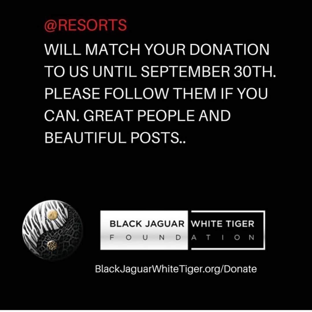 Black Jaguar-White Tiger さんのインスタグラム写真 - (Black Jaguar-White Tiger Instagram)「@RESORTS WILL MATCH YOUR DONATION TO US UNTIL SEPTEMBER 30TH. PLEASE FOLLOW THEM IF YOU CAN. GREAT PEOPLE AND BEAUTIFUL POSTS.  ACTIVE LINK ON OUR BIO OR AT  www.BlackJaguarWhiteTiger.org/Donate」8月27日 6時00分 - blackjaguarwhitetiger