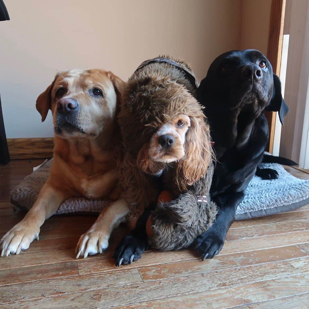 Jake And Gingerさんのインスタグラム写真 - (Jake And GingerInstagram)「Happy national dog day from Jake, ginger and Bonnie ❤️ #labsofinstagram #labsofinsta #dogsofinstagram #dogstagram #nationaldogday #nationaldogday🐶 #nationaldogsday」8月27日 6時01分 - jake_n_ginger