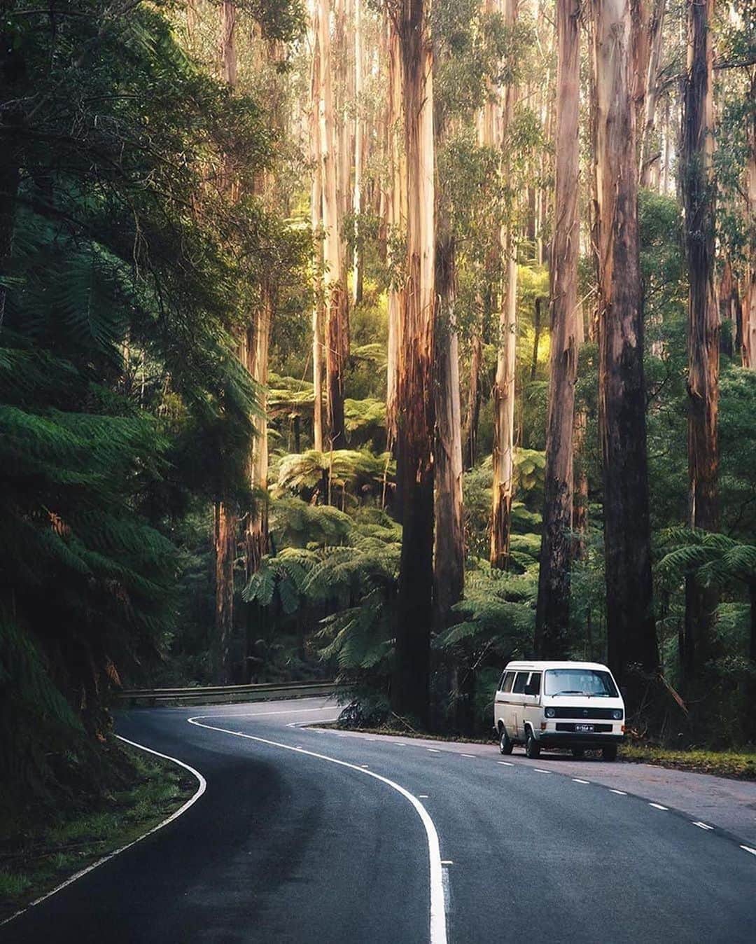 Canon Photographyさんのインスタグラム写真 - (Canon PhotographyInstagram)「Wonderful moody forest imagery 🌳 Photography // @karl_shakur Curated by @steffeneisenacher  #cpfeatureme #forest #forestphotography #tree_magic #tree_captures」8月27日 6時01分 - cpcollectives