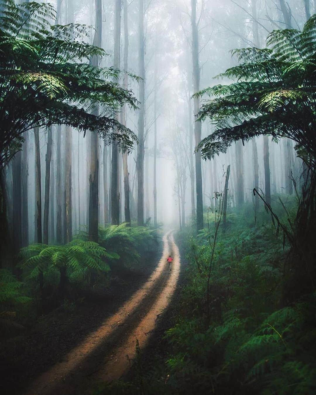 Canon Photographyさんのインスタグラム写真 - (Canon PhotographyInstagram)「Wonderful moody forest imagery 🌳 Photography // @karl_shakur Curated by @steffeneisenacher  #cpfeatureme #forest #forestphotography #tree_magic #tree_captures」8月27日 6時01分 - cpcollectives