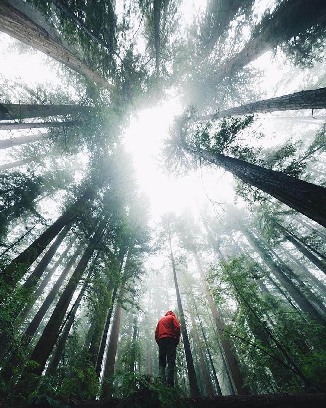 Canon Photographyさんのインスタグラム写真 - (Canon PhotographyInstagram)「Wonderful moody forest imagery 🌳 Photography // @karl_shakur Curated by @steffeneisenacher  #cpfeatureme #forest #forestphotography #tree_magic #tree_captures」8月27日 6時01分 - cpcollectives