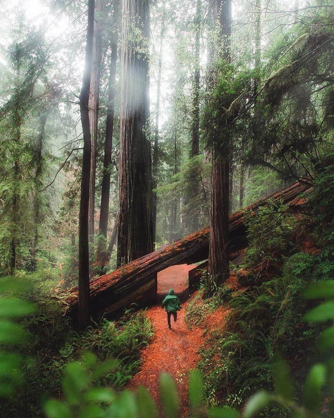 Canon Photographyさんのインスタグラム写真 - (Canon PhotographyInstagram)「Wonderful moody forest imagery 🌳 Photography // @karl_shakur Curated by @steffeneisenacher  #cpfeatureme #forest #forestphotography #tree_magic #tree_captures」8月27日 6時01分 - cpcollectives